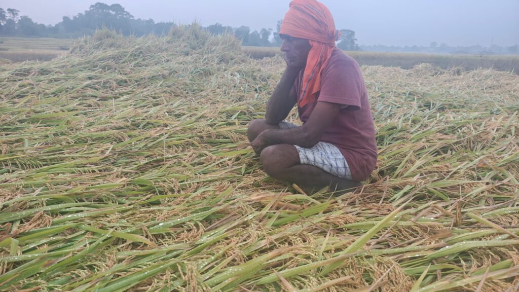 6 महीने की मेहनत पर पानी फिरा, दो दिन की बारिश ने बर्बाद की किसानों की उम्मीदें!