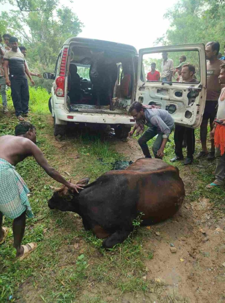 गौ तस्करी की आशंका में स्कॉर्पियो जब्त, दो गाय बरामद