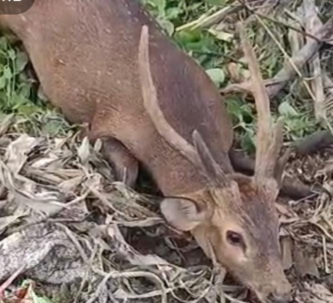 मुजफ्फरपुर में बाढ़ के पानी में बहकर आए 12 हिरण, वन विभाग ने किया रेस्क्यू